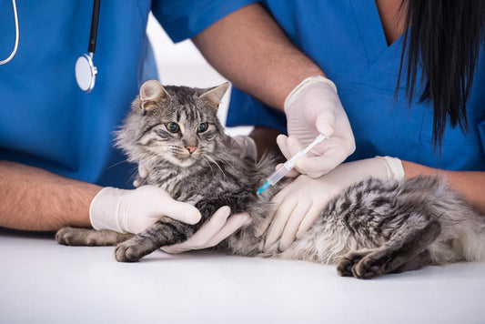 تطعيم فيروسات للقطط