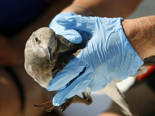 Department of diseases of birds, ornamental animals and wild animals