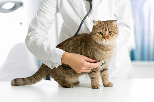 Medical Hotel Service for Cats